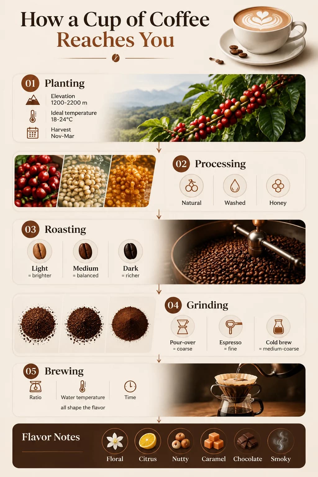 Infographie : le voyage du café